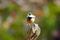鳥撮