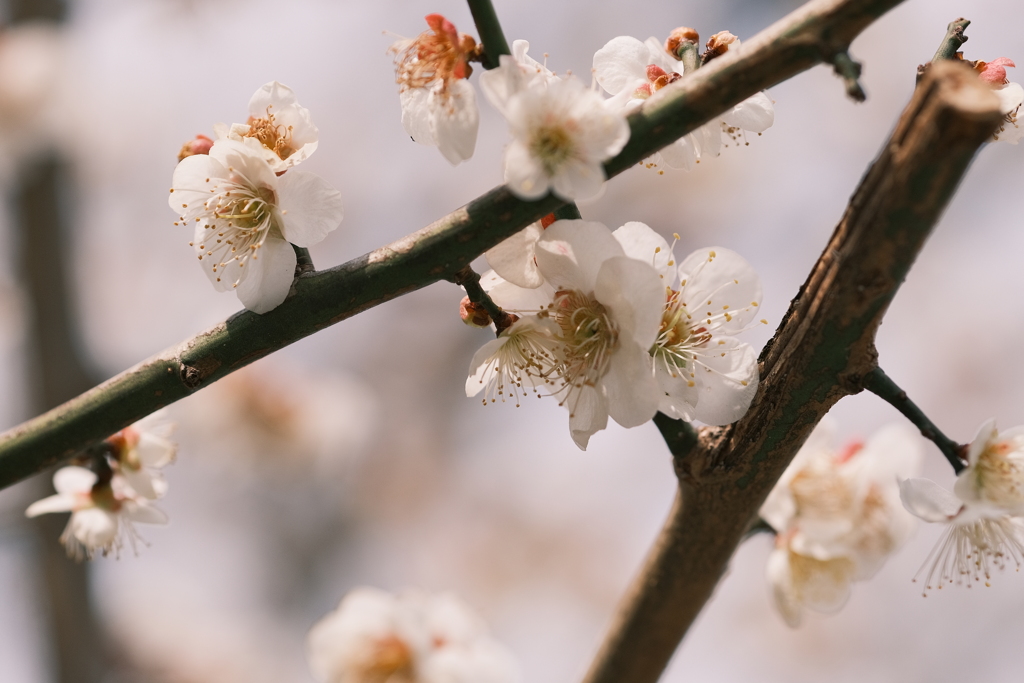 花散歩②