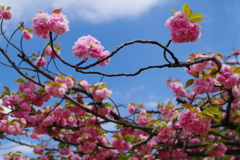 八重桜