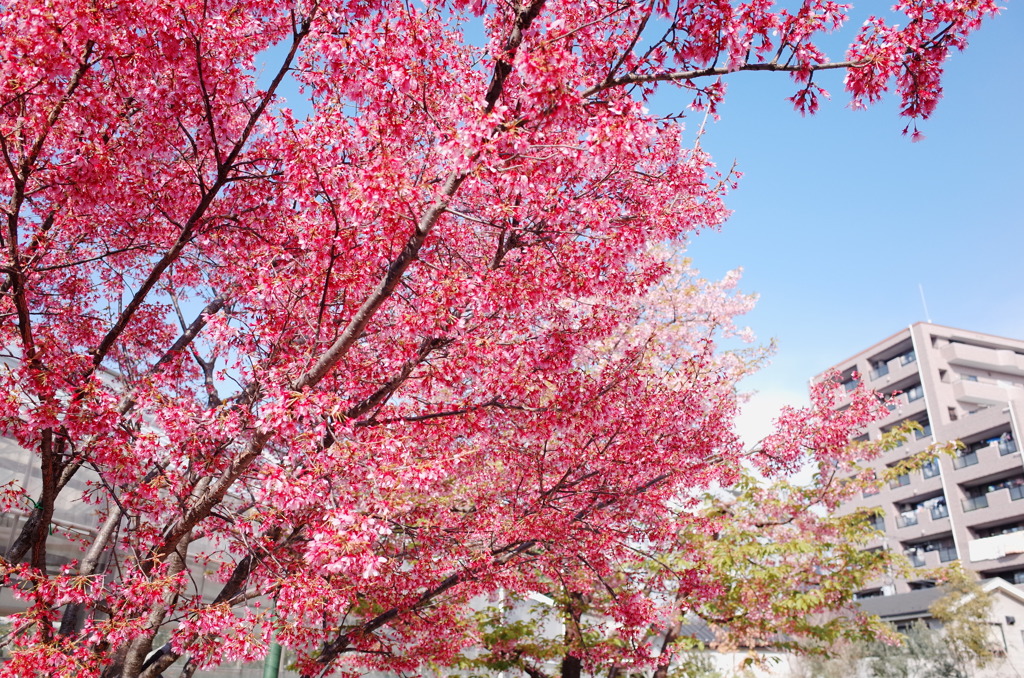 朝の散歩①