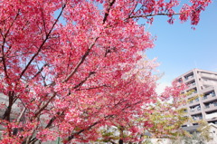 朝の散歩①