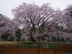 しだれ桜七分咲