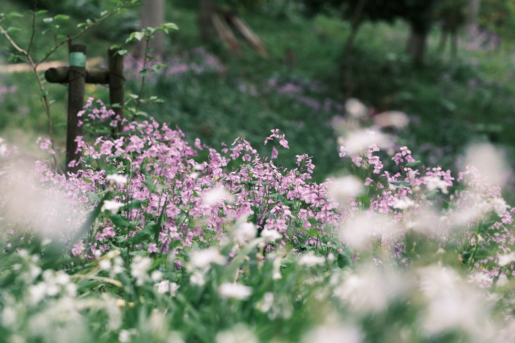 花散歩