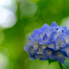 あじさい-青白