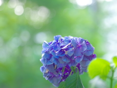 終紫陽花