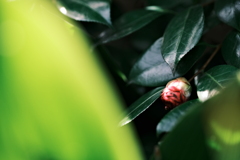 花散歩⑥
