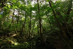 樹海