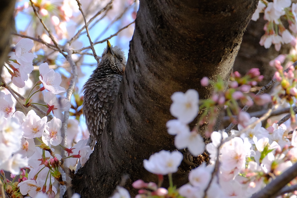 桜サクラ