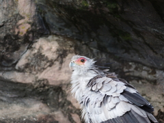鳥