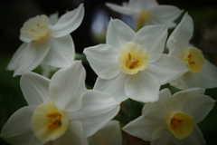 今日の白花