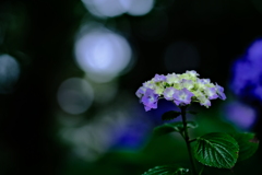 薄光の紫陽花