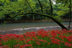 今年も見納め
