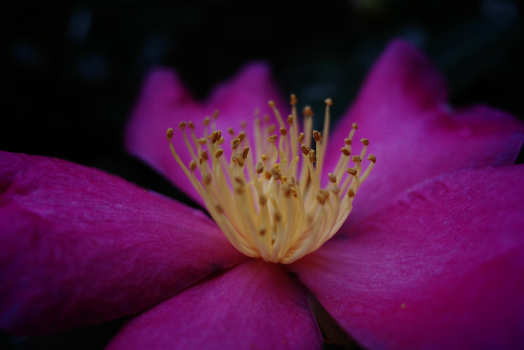 秋花焔