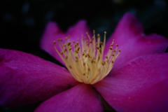 秋花焔