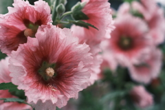家近花
