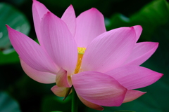 明黄華