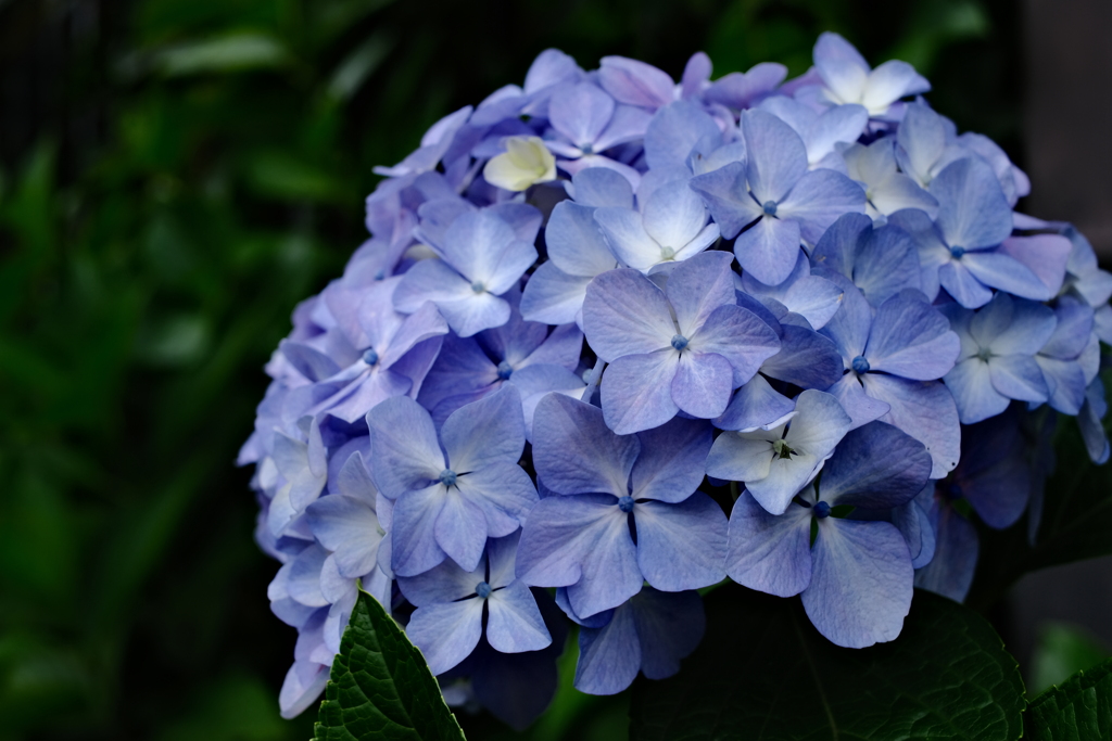 今日の紫陽花