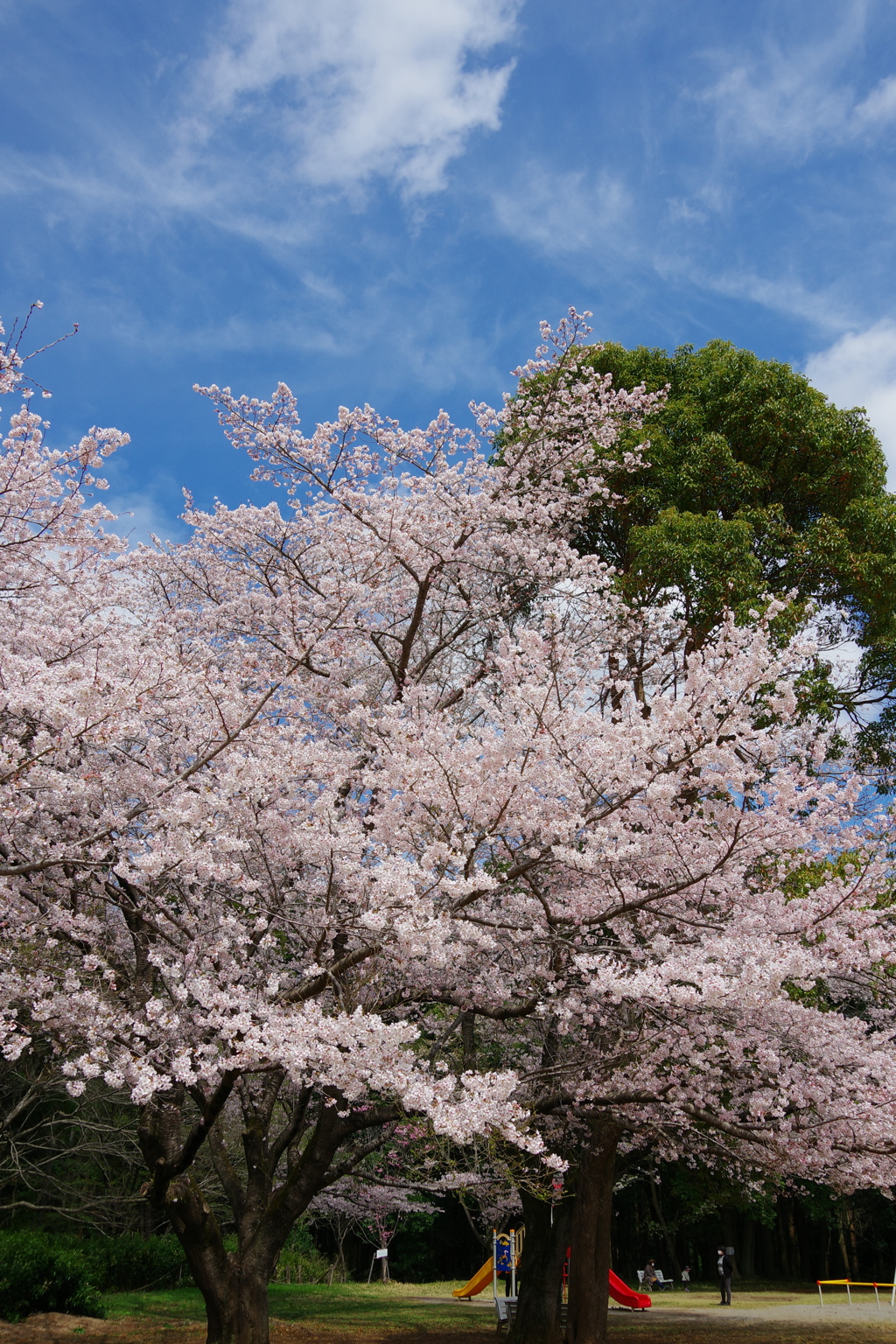 桜と公園