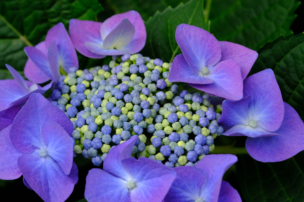 今日の紫陽花