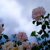 空薔薇