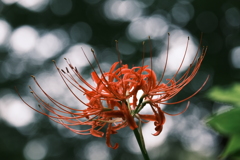 散歩花　彼岸花