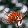 散歩花　彼岸花