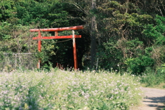 ある神社