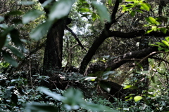 静寂な昼