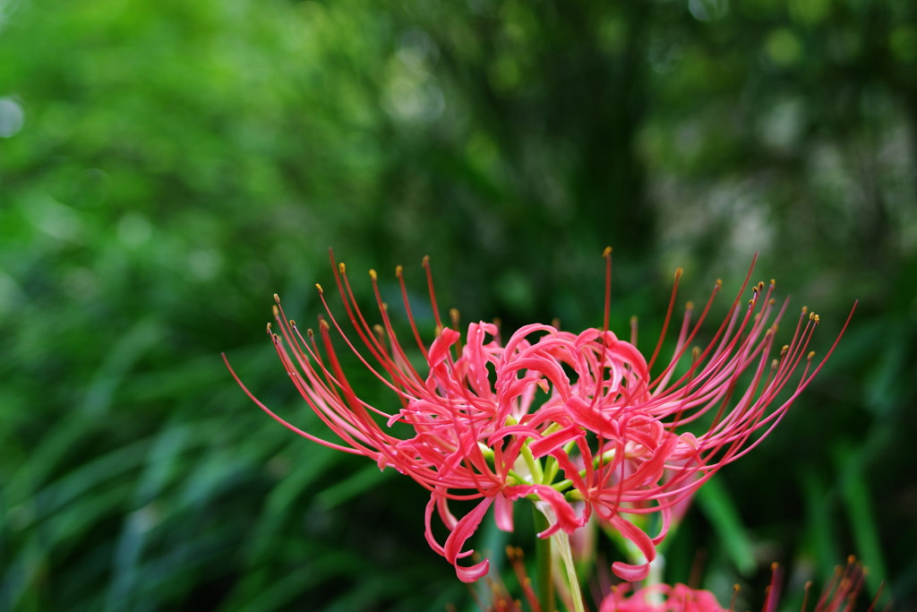 彼岸花