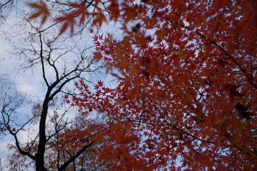 晩紅葉