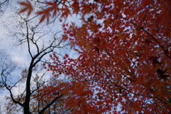 晩紅葉