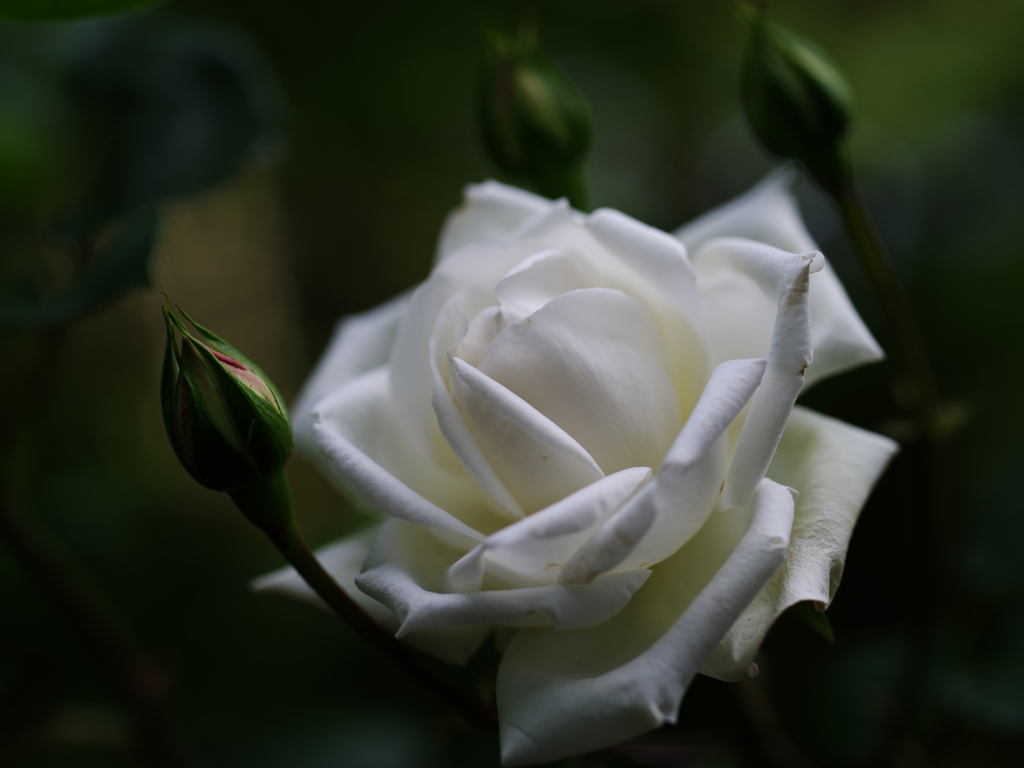 白光る薔薇