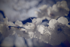 春は近く