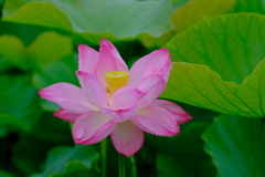 ハスの花はまだ