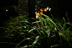 夜雨音
