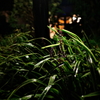 夜雨音