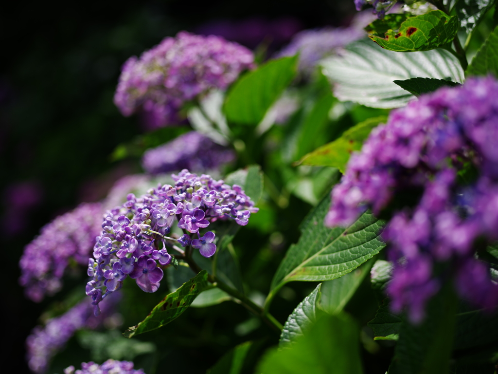 紫陽花