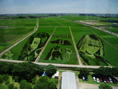 田んぼアート