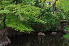 新緑散歩