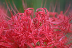 曼珠沙華5