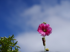 夏空