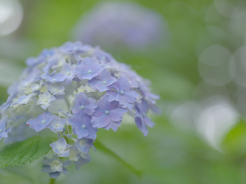 もうすぐ梅雨