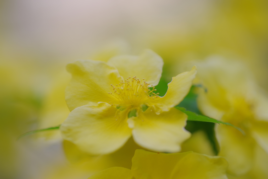 黄陽の花