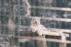 ユキヒョウ