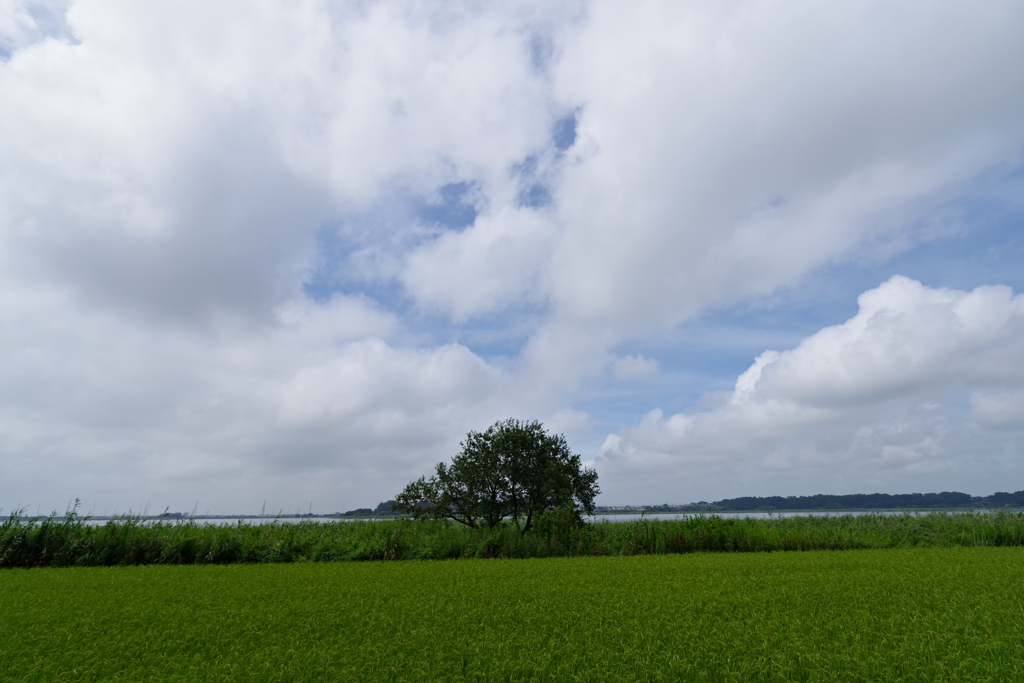 夏景色