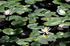 お写んぽ花