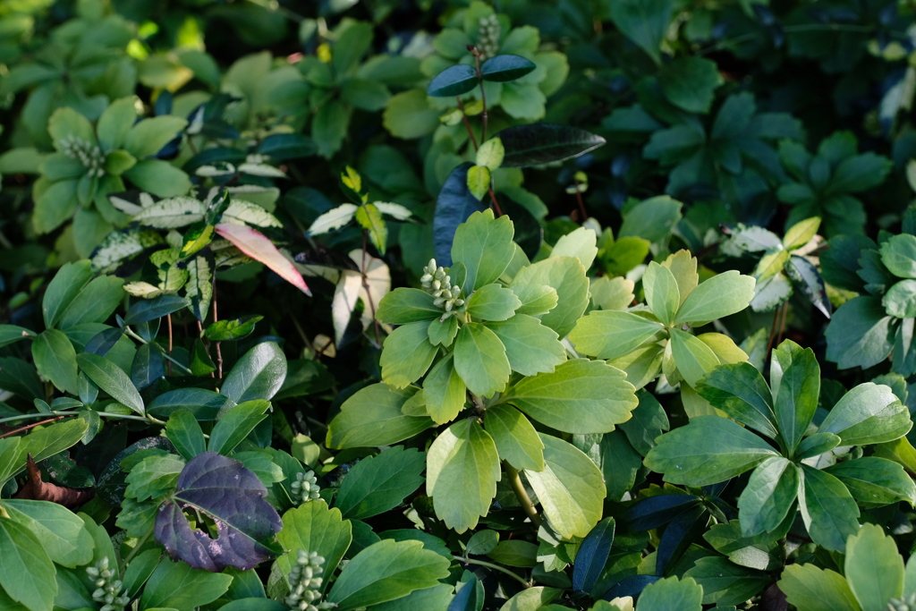 散歩 花のような葉