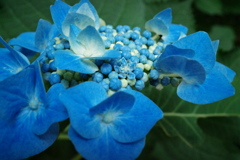 季節花