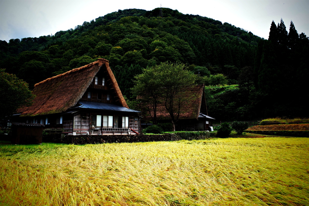 茅葺き屋根と稲作