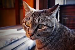 猫ちゃん